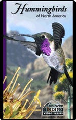 Item #10587 Advanced Birding Series: Hummingbirds of North America [DVD]. Jon L. Dunn, Larry...