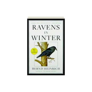 Item #11310 Ravens in Winter [Paperback]. Bernd Heinrich
