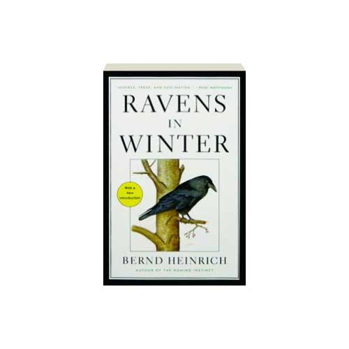 Item #11310 Ravens in Winter [Paperback]. Bernd Heinrich.