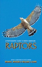 Item #11415 A Photographic Guide to North American Raptors. Brian K. Wheeler, William S. Clark