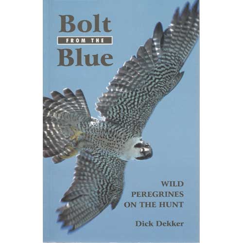 Item #11932 Bolt from the Blue: Wild Peregrines on the Hunt. Dick Dekker.