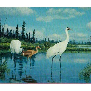 Item #12263 The Whooping Crane : North America's Symbol of Conservation. Jerome J. Pratt