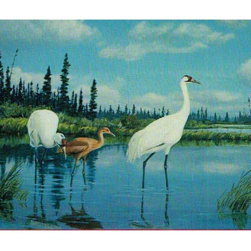 Item #12263 The Whooping Crane : North America's Symbol of Conservation. Jerome J. Pratt.