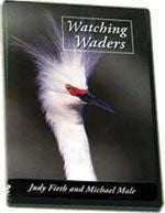 Item #13305 Watching Waders: A video guide to long-legged wading birds of the United States and Canada [DVD]. Judy Fieth, Michael Male.