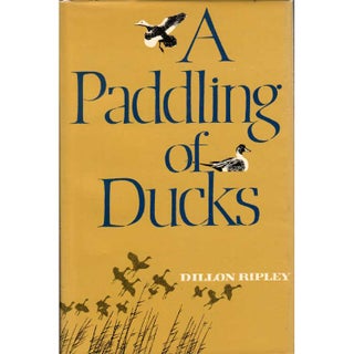 Item #13827 A Paddling of Ducks. Dillon Ripley