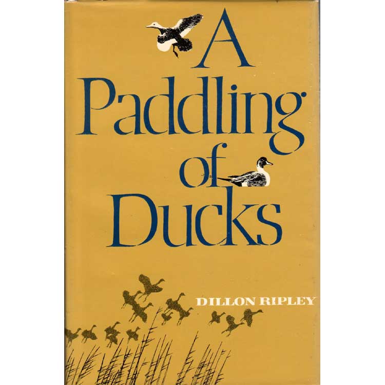 Item #13827 A Paddling of Ducks. Dillon Ripley.