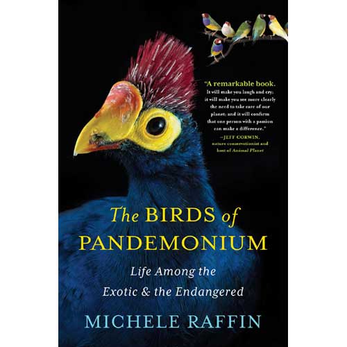 Item #14451 The Birds of Pandemonium: Life Among the Exotic and Endangered. Michele Raffin.