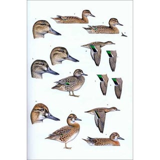 Waterfowl of North America, Europe, and Asia: An Identification Guide