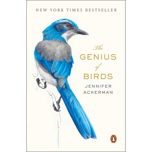 Item #14594P The Genius of Birds [PB]. Jennifer Ackerman.