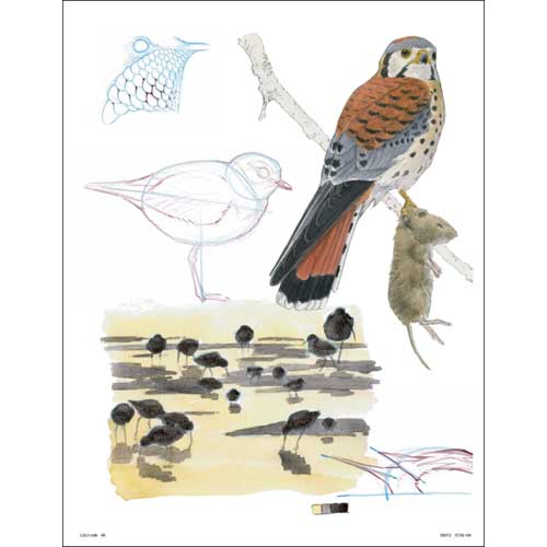 The Laws Guide to Drawing Birds John Muir Laws