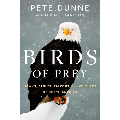 Item #14755 Birds of Prey: Hawks, Eagles, Falcons, and Vultures of North America. Pete Dunne, Kevin Karlson.