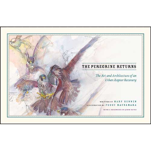 Item #14774 The Peregrine Returns: The Art and Architecture of an Urban Raptor Recovery. Mary Hennen, Peggy Macnamara.