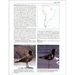 Gulls of the World: A Photographic Guide