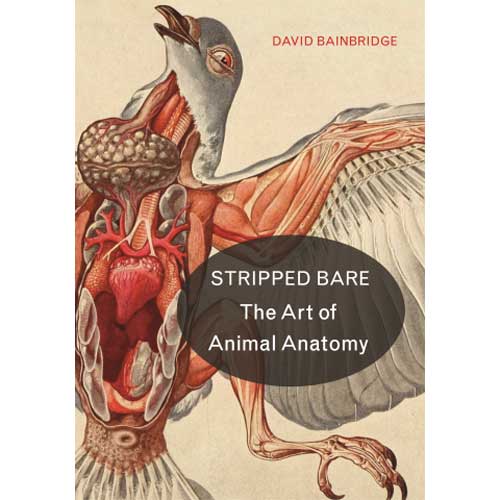 Item #14875 Stripped Bare: The Art of Animal Anatomy. David Bainbridge.