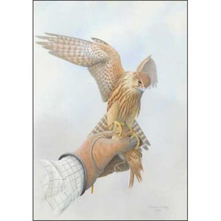 The Complete Merlin: The Merlin & Red-headed Falcon in Falconry