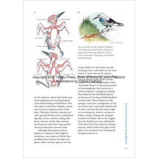 Book of Birds: Introduction to Ornithology
