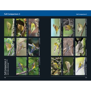 Warblers of Eastern North America, 2nd edition