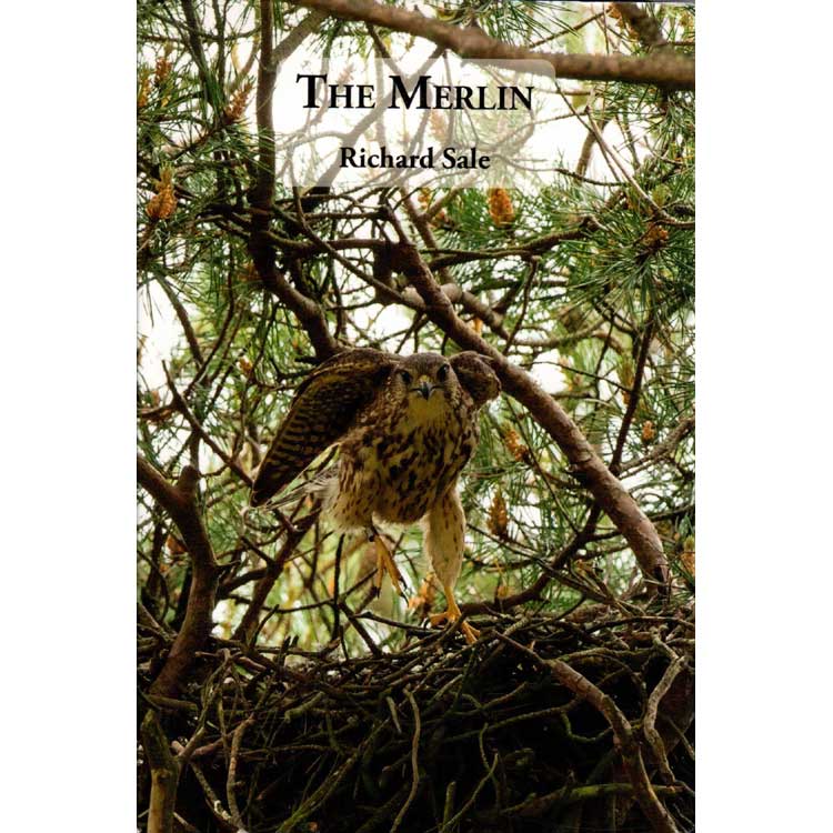 Item #15344 The Merlin- Updated Edition. Richard Sale.