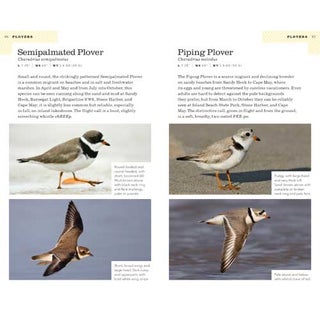American Birding Association Field Guide to Birds of New Jersey