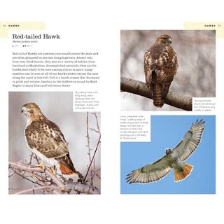 American Birding Association Field Guide to Birds of New York