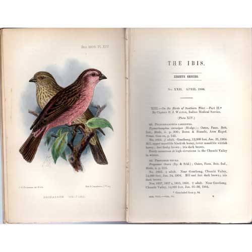 Item #AH1805 In the Ibis 'On the Birds of Southern Tibet'. Captain H. J. Walton.