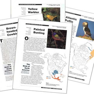 Item #BNA008 Mexican Chickadee: Birds of North America species account. M. Ficken, J. Nocedal