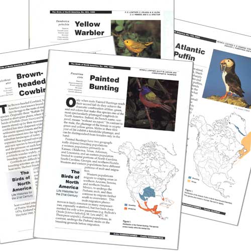 Item #BNA236-237 White Wagtail & Black-backed Wagtail: Birds of North America species account. D. D. Gibson A V. Badyaev, B. Kessel.