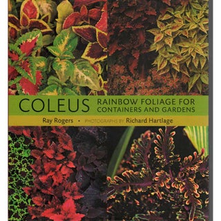 Item #F224 Coleus Rainbow Foliage for Containers and Gardens. Ray Rogers