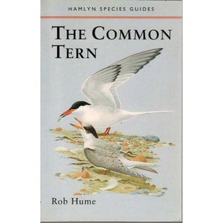 Item #G239 The Common Tern. Rob Hume