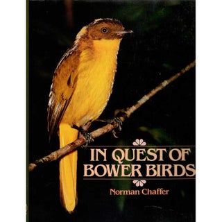 Item #H255 In Quest of Bowerbirds. Norman Chaffer