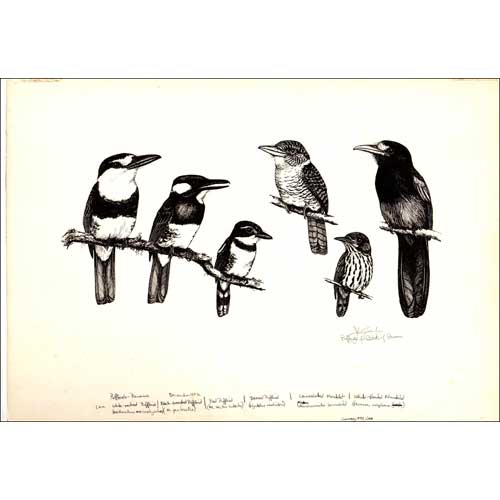 Item #P235 Original Field Guide Art by John A. Gwynne: Puff-birds, Monklet, Nun-bird