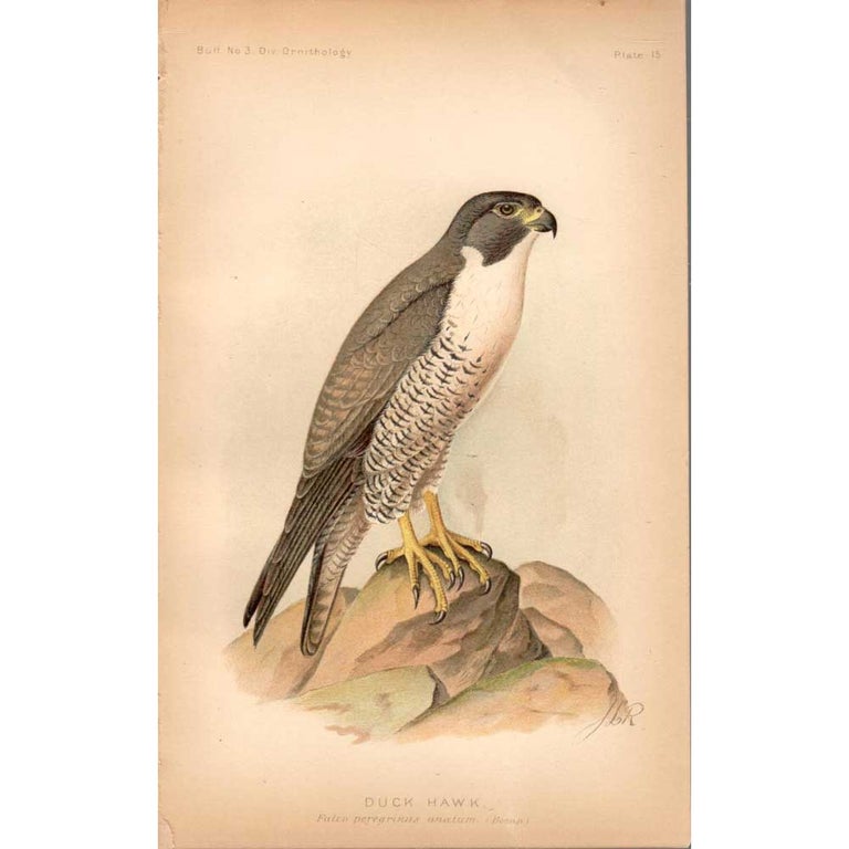 Item #PBOP15 Duck Hawk: Original Color Lithograph. Plate Number 15 from The Hawks and Owls of the United States. J. L. and R. Ridgeway.