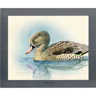 Item #PLA01 Cape Teal Lithograph from Louis Agassiz Fuertes Album of Abyssinian Birds and...