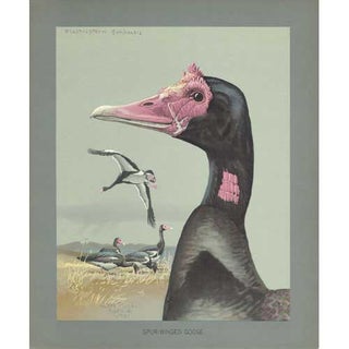 Item #PLA02 Spur-winged Goose Lithograph Print from Louis Agassiz Fuertes Album of Abyssinian...