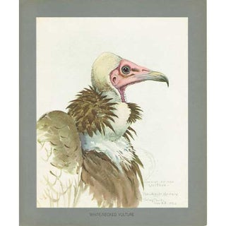 Item #PLA04 White-necked Vulture Lithograph from Louis Agassiz Fuertes Album of Abyssinian Birds...