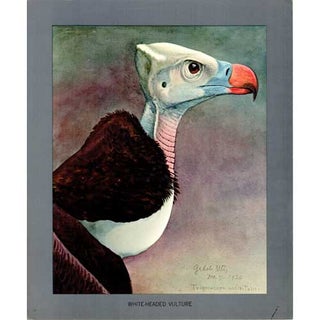 Item #PLA06 White-headed Vulture Lithograph from Louis Agassiz Fuertes Album of Abyssinian Birds...