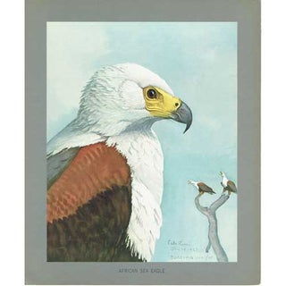 Item #PLA14 African Sea Eagle Lithograph Print from Louis Agassiz Fuertes Album of Abyssinian...
