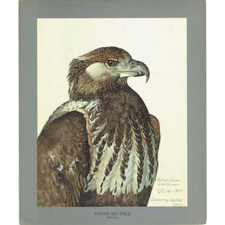 Item #PLA15 African Sea Eagle (immature) Lithograph -Louis Agassiz Fuertes Album of Abyssinian...