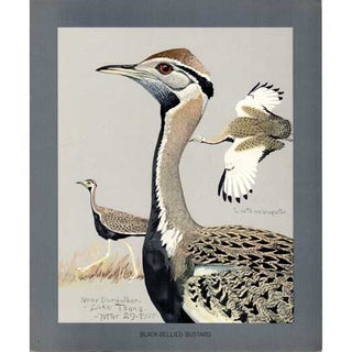 Item #PLA18 Black-bellied Bustard Lithograph from Louis Agassiz Fuertes Album of Abyssinian Birds...