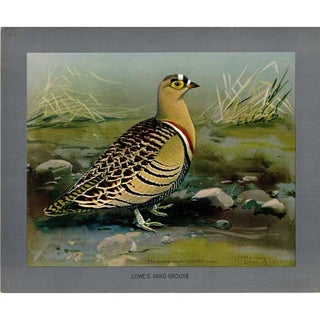 Item #PLA19 Lowe's Sand Grouse Lithograph from Louis Agassiz Fuertes Album of Abyssinian Birds...