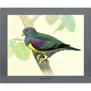 Item #PLA20 Green Pigeon Lithograph from Louis Agassiz Fuertes Album of Abyssinian Birds and...