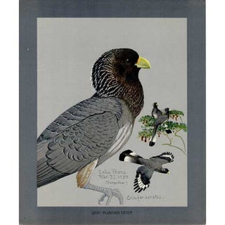 Item #PLA21 Gray Plantain Eater Lithograph from Louis Agassiz Fuertes Album of Abyssinian Birds...