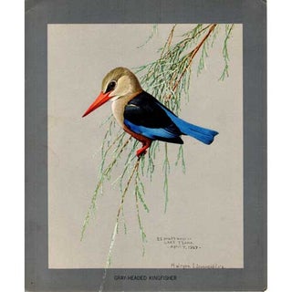 Item #PLA23 Gray-headed Kingfisher Lithograph from Louis Agassiz Fuertes Album of Abyssinian...