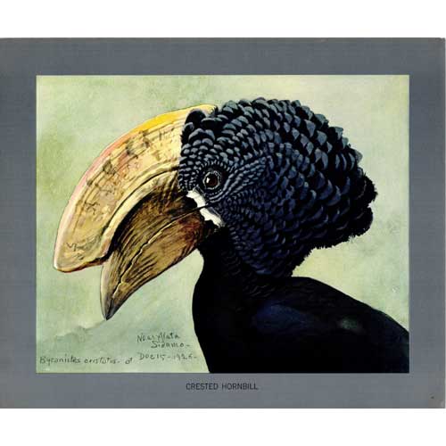 公式通販】ストア ALBUM OF ABYSSINIAN BIRDS AND MAMMALS - 本