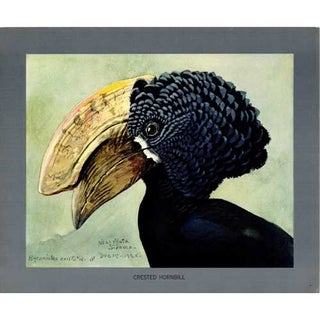 Item #PLA24 Crested Hornbill Lithograph from Louis Agassiz Fuertes Album of Abyssinian Birds and...