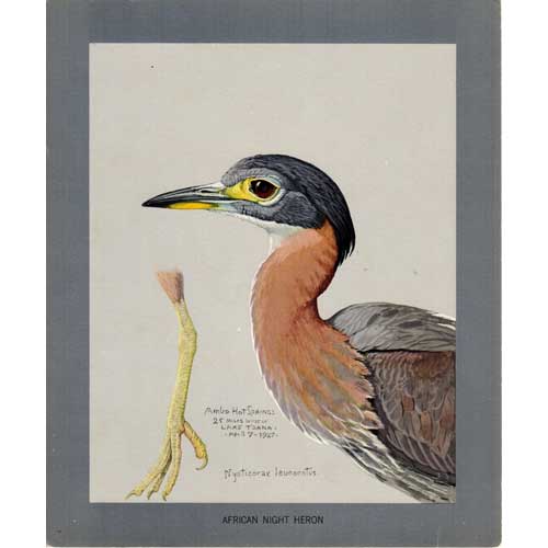 African Night Heron Lithograph from Louis Agassiz Fuertes Album of