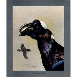 Item #PLA28 Thick-billed Raven Lithograph from Louis Agassiz Fuertes Album of Abyssinian Birds...