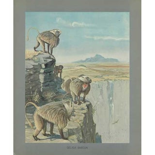 Item #PLA30 Gelada Baboons Lithograph from Louis Agassiz Fuertes Album of Abyssinian Birds and...