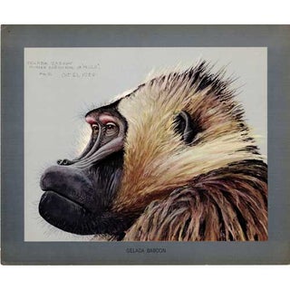Item #PLA31 Gelada Baboon (Portrait) Lithograph Louis Agassiz Fuertes Album of Abyssinian Birds...