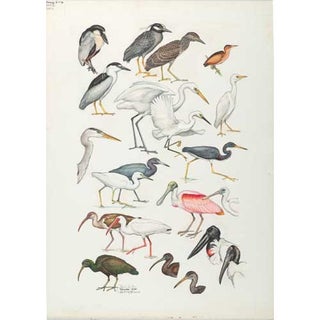 Item #PLG02 Original Field Guide Art by John A. Gwynne: Herons, Ibises, Storks
